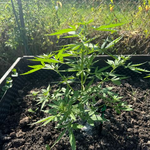 Apple Fritter (vorne) growlog timeline photo