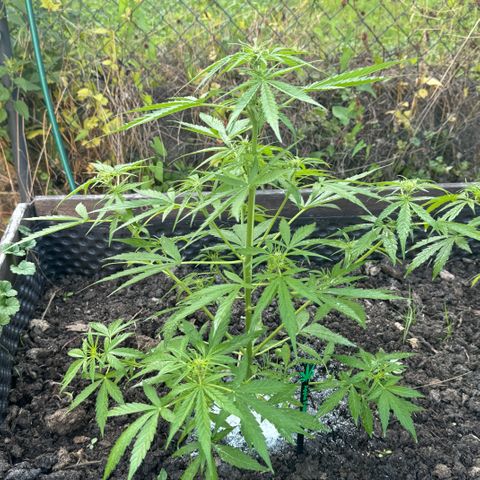 Apple Fritter (vorne) growlog timeline photo
