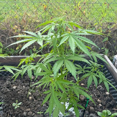 Apple Fritter (hinten) growlog timeline photo