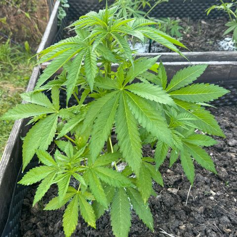 Shining Silver Haze growlog timeline photo