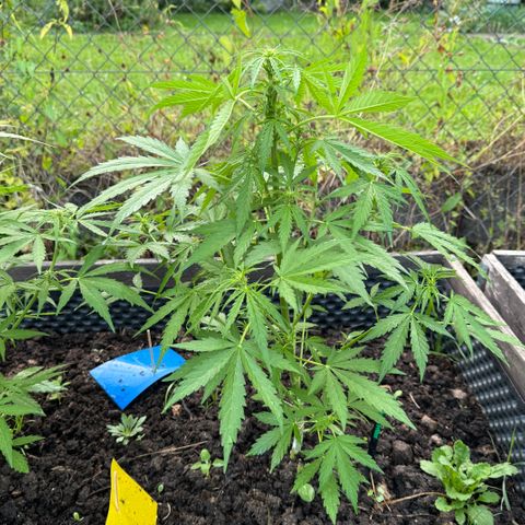Apple Fritter (hinten) growlog timeline photo