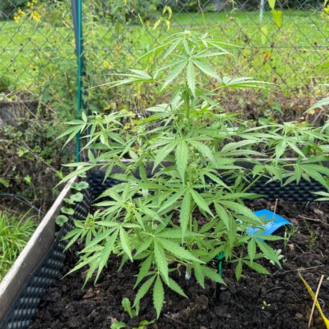 Apple Fritter (vorne) growlog timeline photo