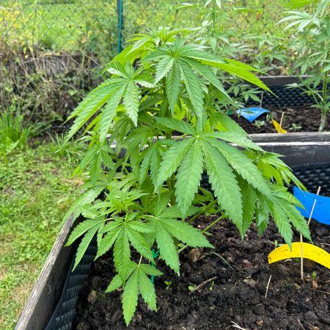 Shining Silver Haze growlog timeline photo