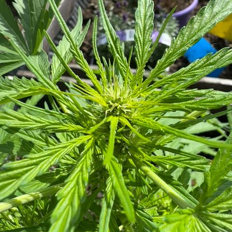 Apple Fritter (hinten) growlog timeline photo