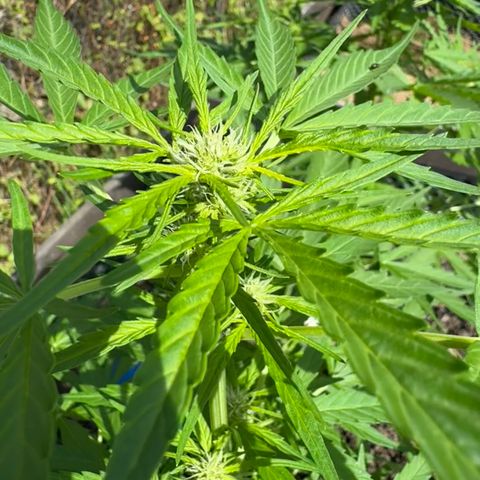 Apple Fritter (vorne) growlog timeline photo