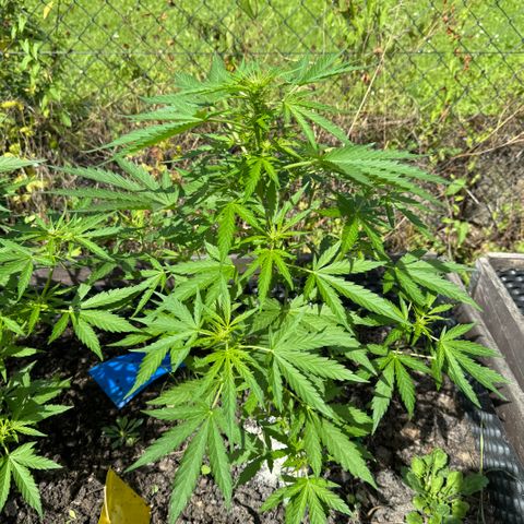 Apple Fritter (hinten) growlog timeline photo