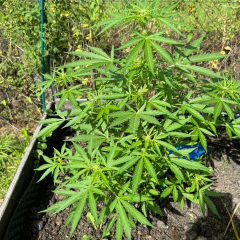 Apple Fritter (vorne) growlog timeline photo