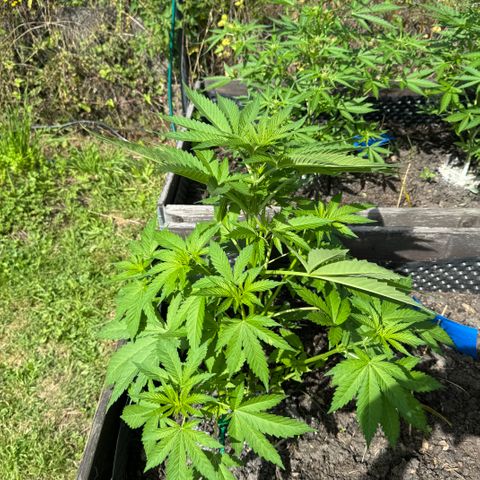 Shining Silver Haze growlog timeline photo