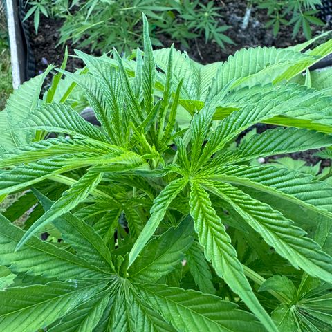 Shining Silver Haze growlog timeline photo