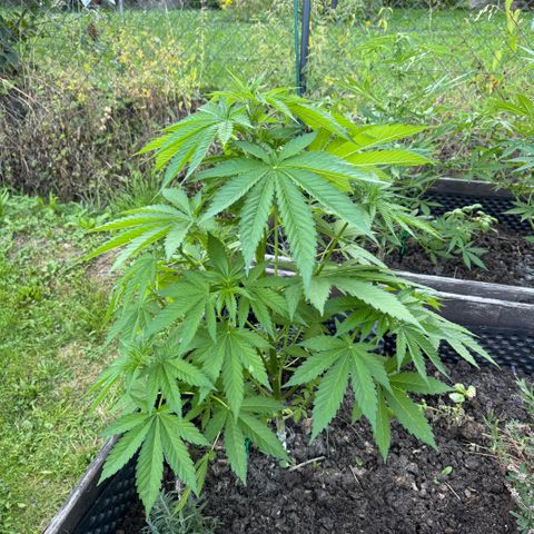 Shining Silver Haze growlog timeline photo