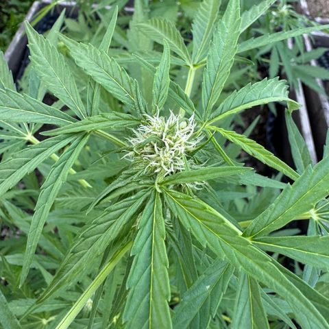Apple Fritter (hinten) growlog timeline photo