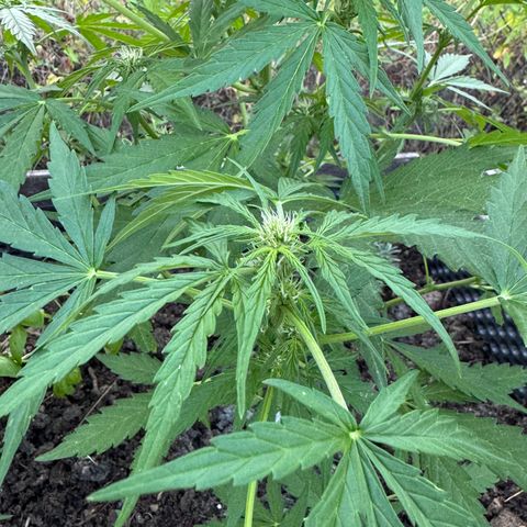 Apple Fritter (vorne) growlog timeline photo