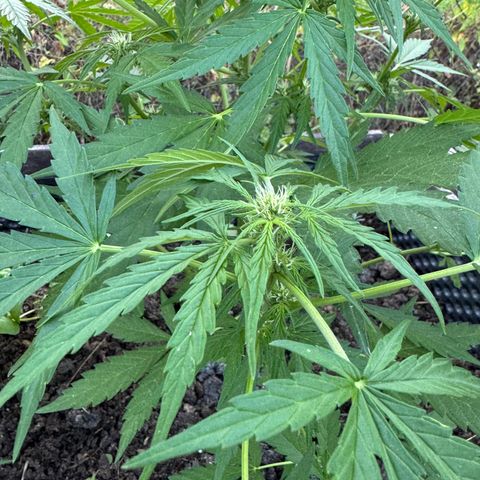 Apple Fritter (vorne) growlog timeline photo