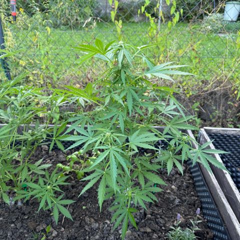 Apple Fritter (vorne) growlog timeline photo