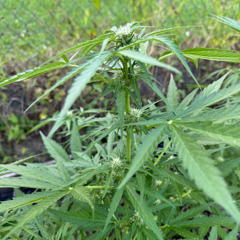 Apple Fritter (hinten) growlog timeline photo