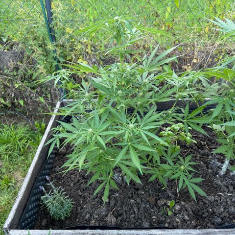 Apple Fritter (hinten) growlog timeline photo