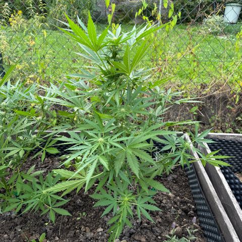 Apple Fritter (hinten) growlog timeline photo