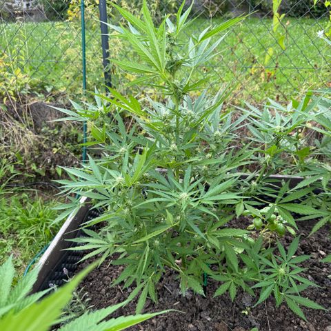 Apple Fritter (vorne) growlog timeline photo