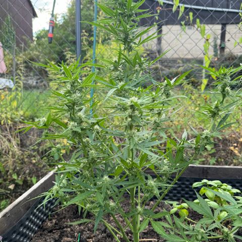 Apple Fritter (vorne) growlog timeline photo