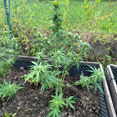 Apple Fritter (hinten) growlog timeline photo