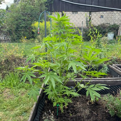 Shining Silver Haze growlog timeline photo