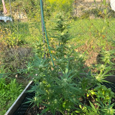 Apple Fritter (vorne) growlog timeline photo