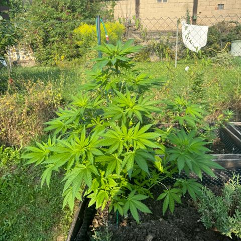 Shining Silver Haze growlog timeline photo