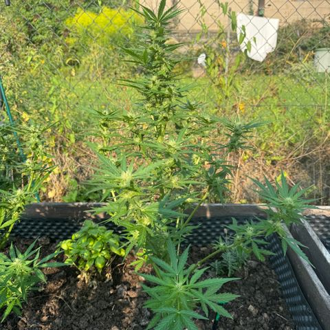 Apple Fritter (hinten) growlog timeline photo