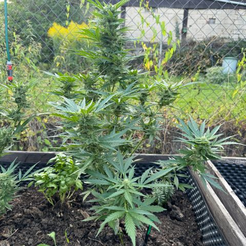 Apple Fritter (hinten) growlog timeline photo