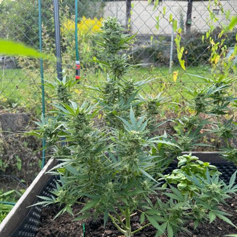 Apple Fritter (vorne) growlog timeline photo