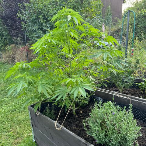 Shining Silver Haze growlog timeline photo