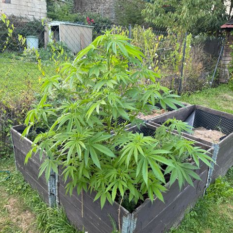 Shining Silver Haze growlog timeline photo