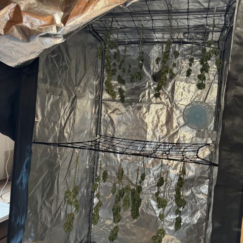 Apple Fritter (hinten) growlog timeline photo