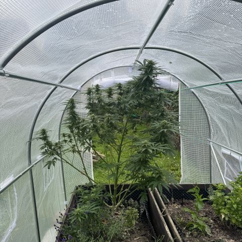 Shining Silver Haze growlog timeline photo