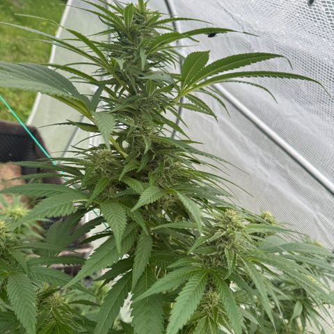 Shining Silver Haze growlog timeline photo