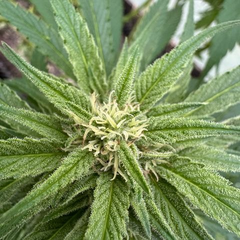 Shining Silver Haze growlog timeline photo