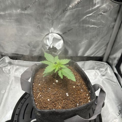 Amnesia Haze growlog timeline photo