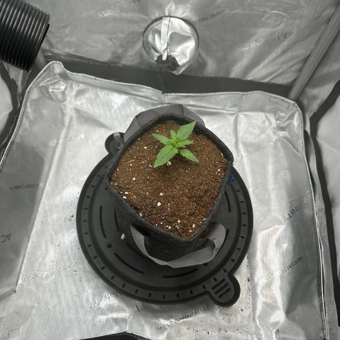 Amnesia Haze growlog timeline photo