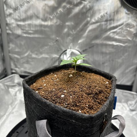 Amnesia Haze growlog timeline photo