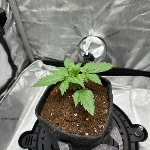Amnesia Haze growlog timeline photo