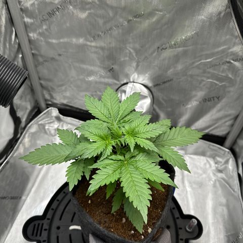 Amnesia Haze growlog timeline photo