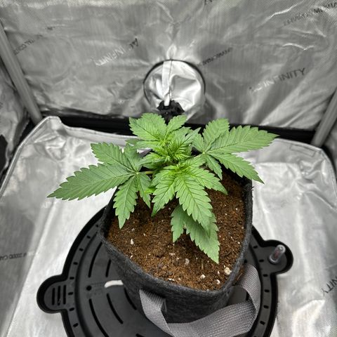 Amnesia Haze growlog timeline photo