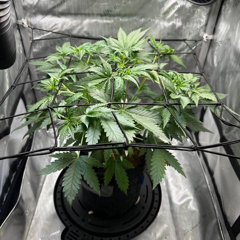 Amnesia Haze growlog timeline photo