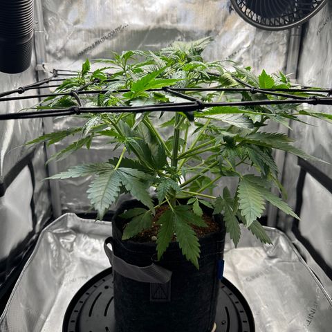 Amnesia Haze growlog timeline photo