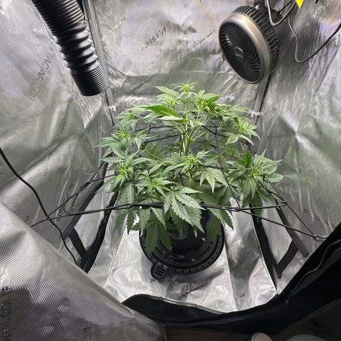 Amnesia Haze growlog timeline photo