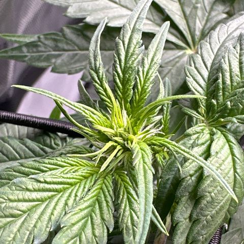Amnesia Haze growlog timeline photo