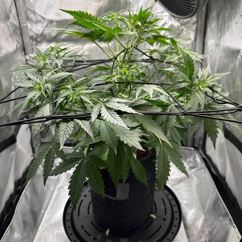 Amnesia Haze growlog timeline photo