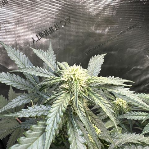 Amnesia Haze growlog timeline photo