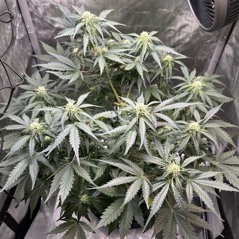 Amnesia Haze growlog timeline photo