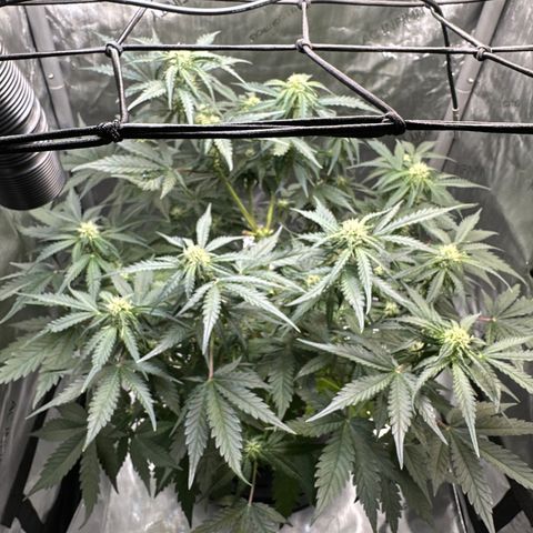 Amnesia Haze growlog timeline photo